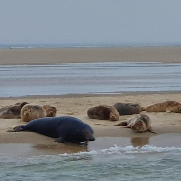 Zeehonden op zandplaat@Gouden Vloot Winterzeilen